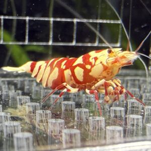 Red Fancy Tiger Caridina - ShrimpCentre