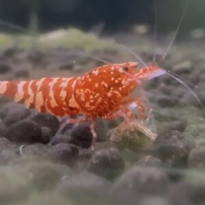 Snowfall Galaxy Tiger - ShrimpCentre.nl