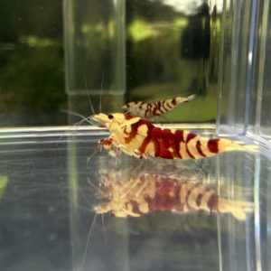 Red Fancy Tiger Caridina - ShrimpCentre
