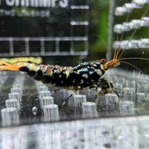 Wicked BOA KW Lineage