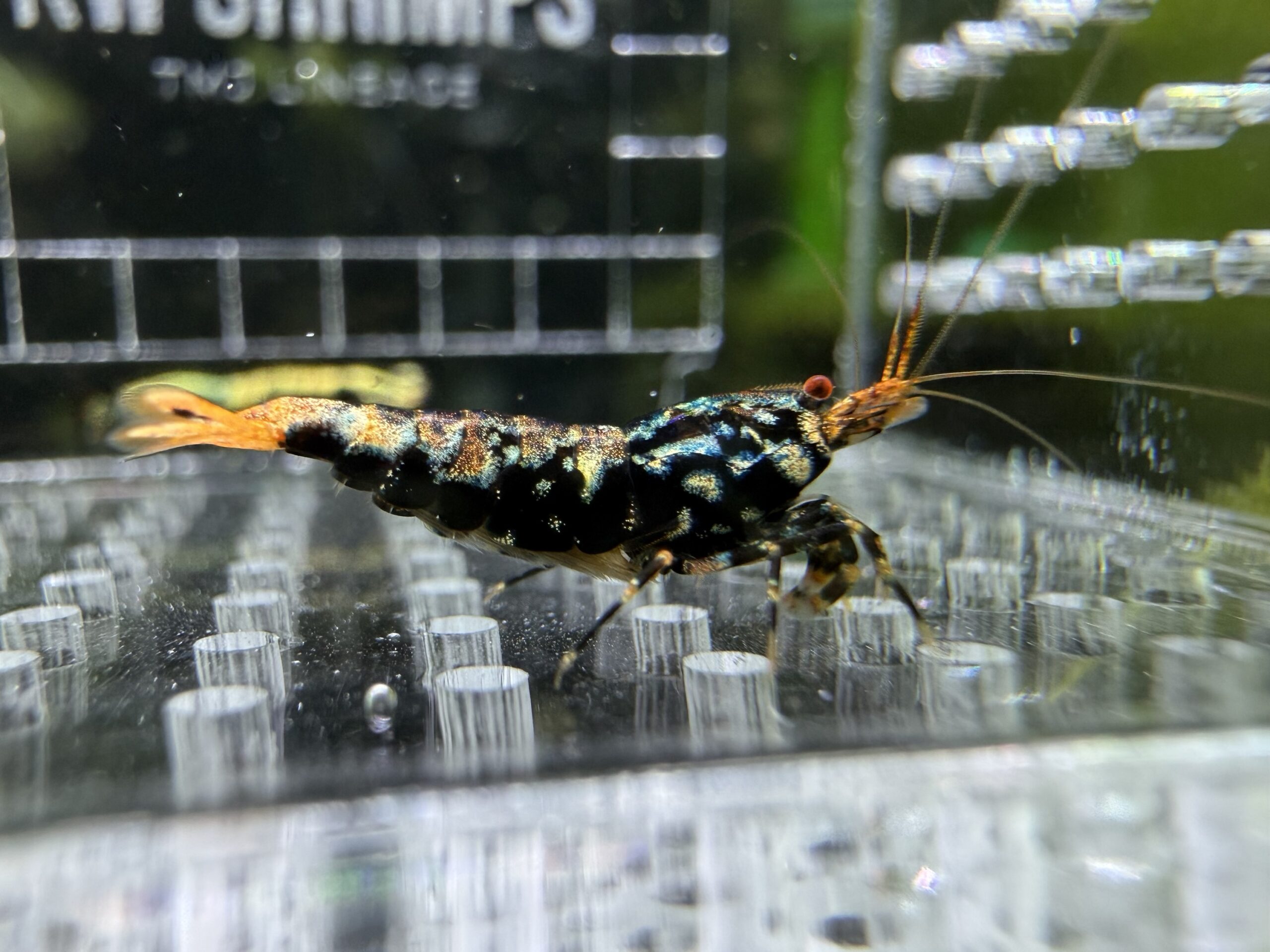 Wicked BOA KW Lineage